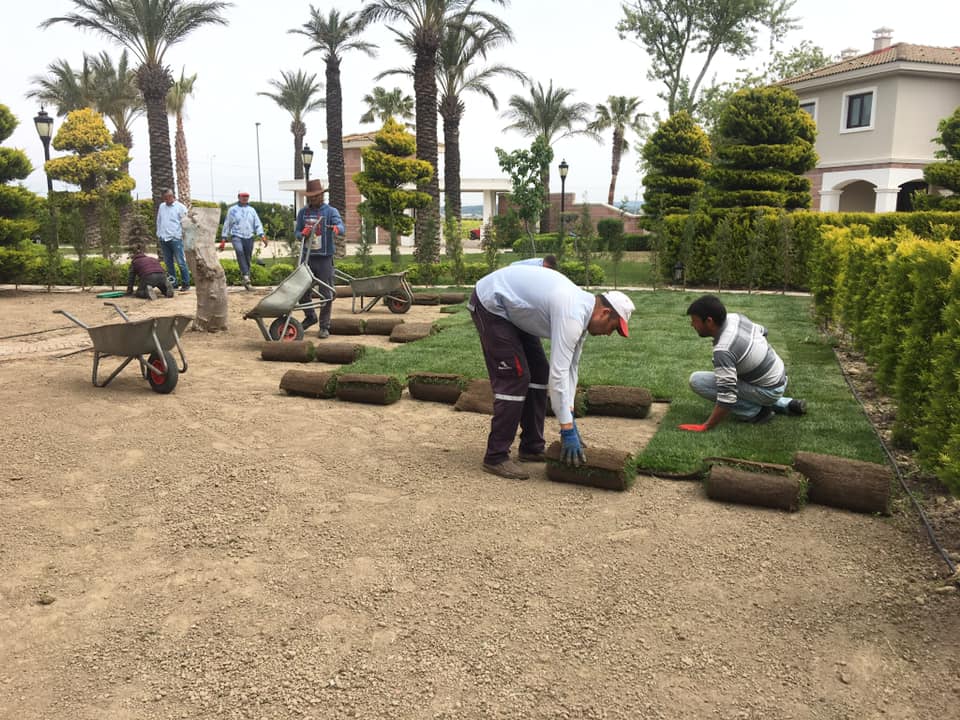 🌱 Menderes Peyzaj 🌱 Hazır Rulo Çim - Bermuda Çim