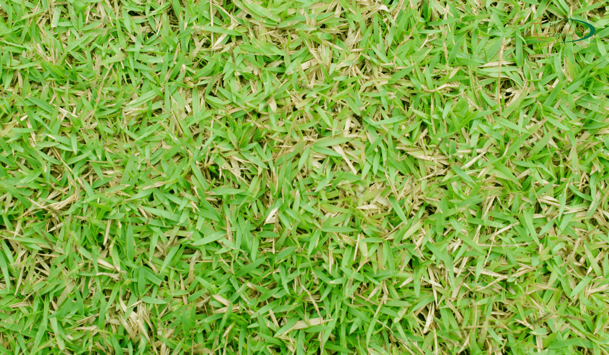 🌱 Güzelbahçe Peyzaj 🌱 Hazır Rulo Çim - Bermuda Çim