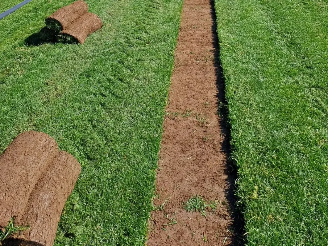 🌱 Menderes Peyzaj 🌱 Hazır Rulo Çim - Bermuda Çim